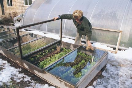 cold-frame-gardening.jpg