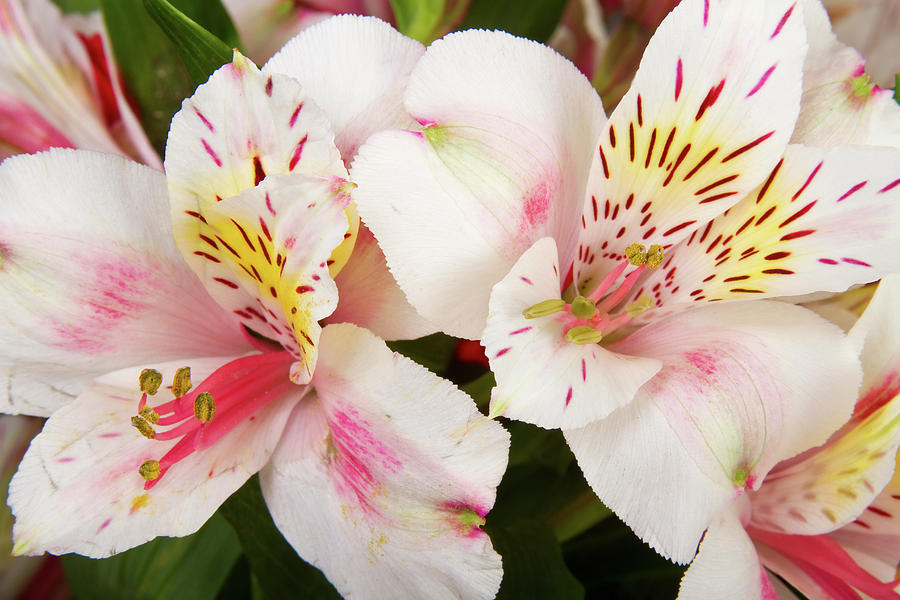 peruvian-lilies-flowers-white-and-pink-color-print-james-bo-insogna.jpg