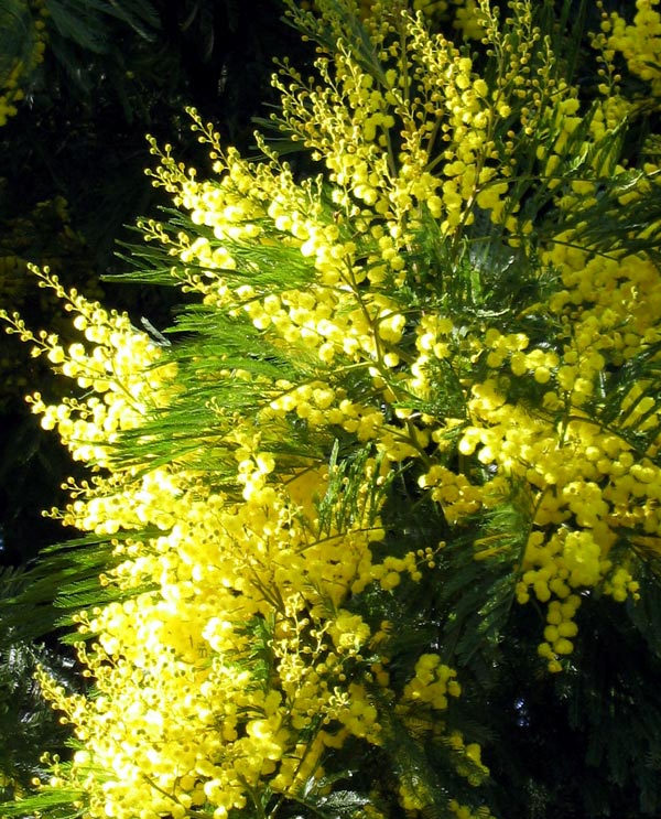 yellow-flower-wattle.jpg