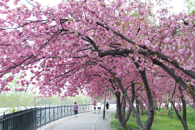 Sakura-japanese-cherry-tree-sakura-11430774-640-428.jpg