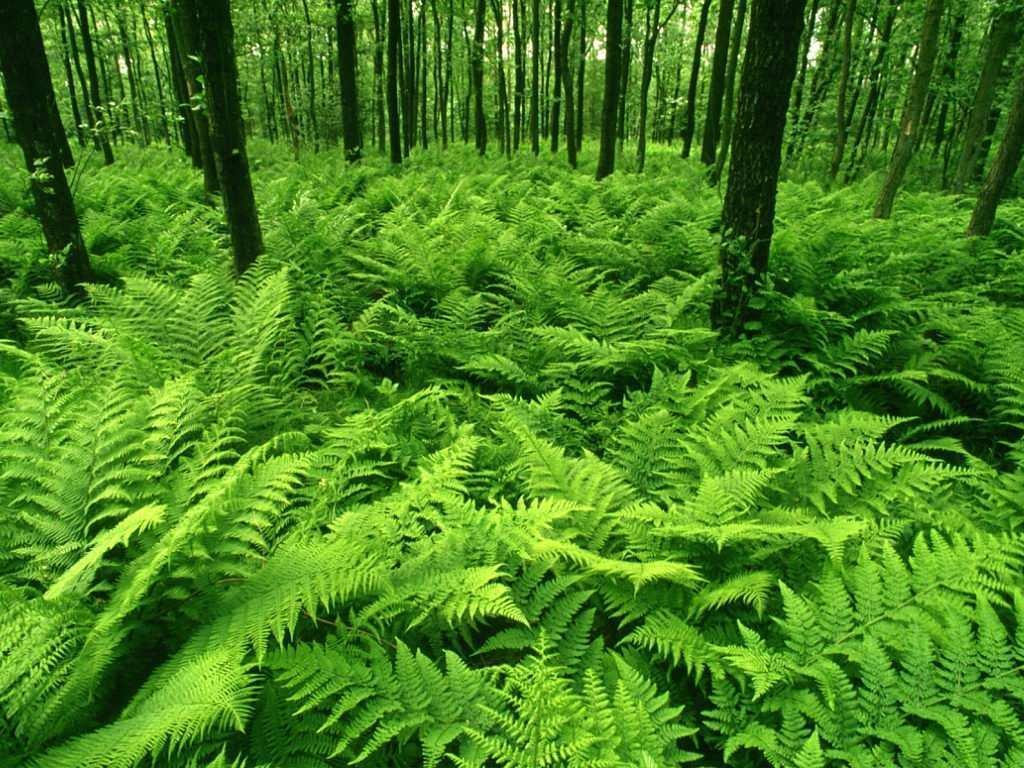 Green-Forest-of-Ferns-green-19838811-1024-768.jpg
