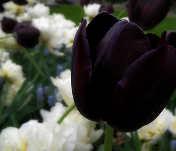 Black-Tulip-flowers-29859686-349-299.jpg