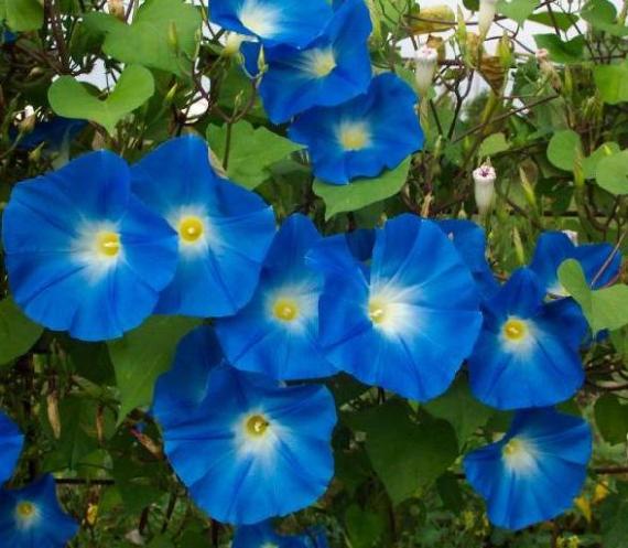 Blue-Morning-Glory-flowers-30352544-570-497.jpg