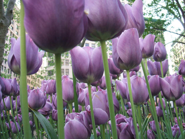 purple_tulips_by_himfanatic5.jpg