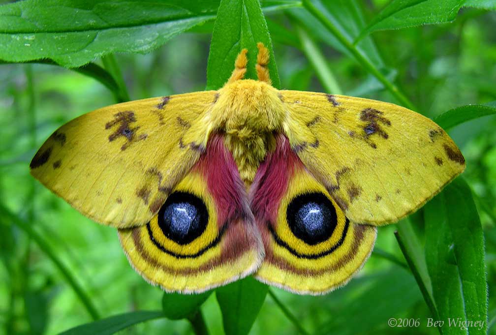 io-moth-1-large.jpg