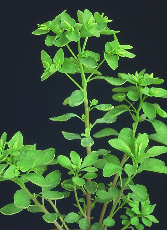 Figure-1-Euphorbia-peplus-plant.jpg