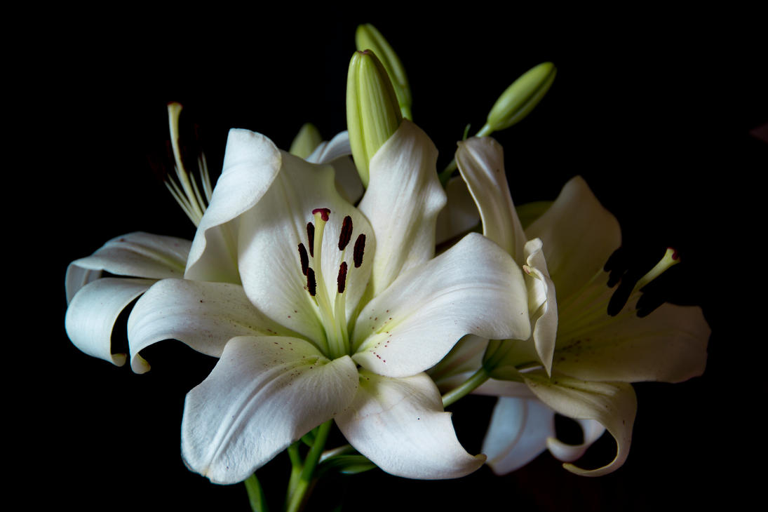 white_lily_stock_ii_by_avestra_stock-d585wuc.jpg