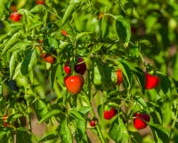 red-hot-cherry-peppers-plant-ready-harvest-46055999.jpg