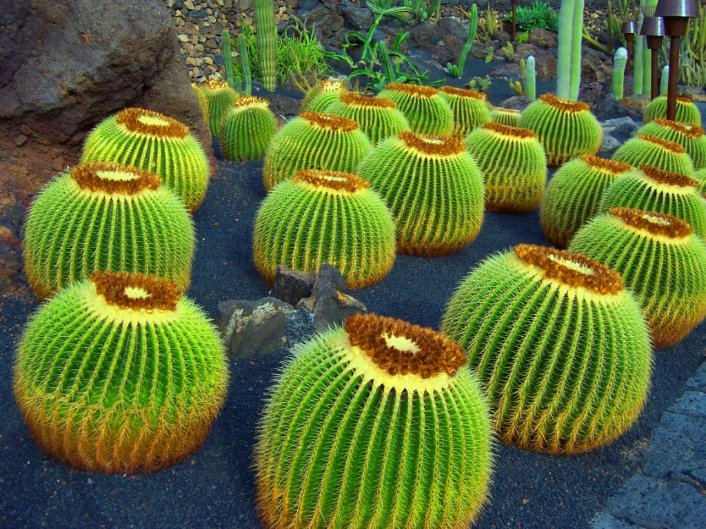 Cactus_Lanzarote.jpg
