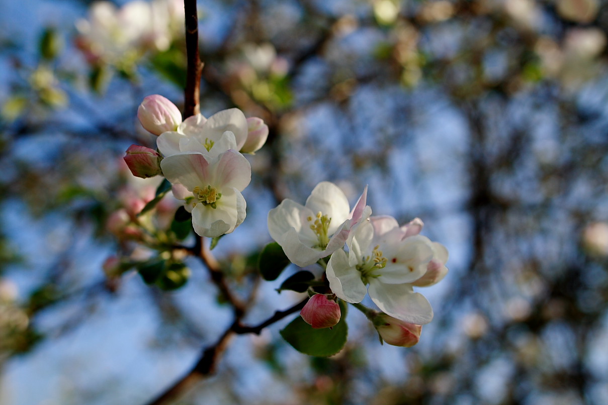 Spring-apple-tree-bloom_-_West_Virginia_-_ForestWander.jpg