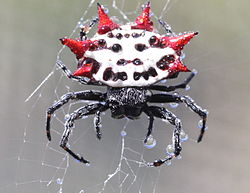 250px-Spiny_backed_orbweaver_spider.jpg
