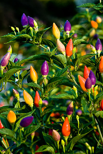 ornamental_peppers_2.jpg