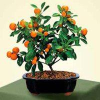 calamondin_orange_bonsai2.jpg