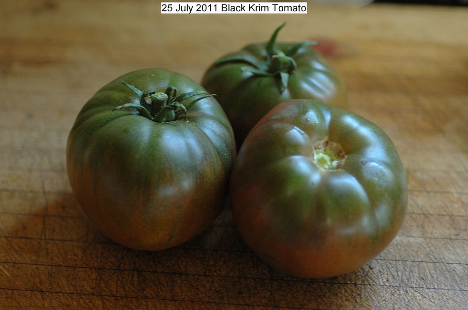 25%20july%202011%20tomato%20and%20aunt%20molly%20ground%20cherry%20021_std.jpg