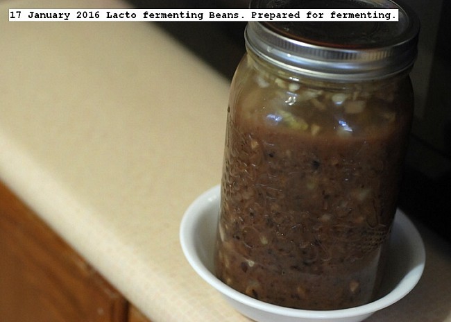 dsc_832917%20january%202016%20cooked%20beans%20lacto%20fermenting._std.jpg