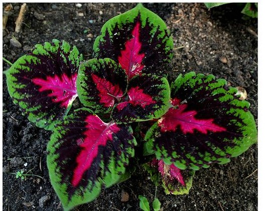 picture+of+unique+coleus+plant+with+beautiful+color+patterns.jpg