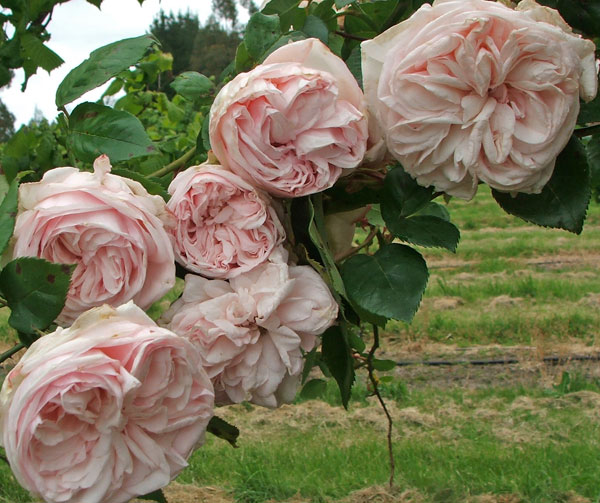 pink-bourbon-roses.jpg
