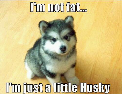Im-Not-Fat-Just-a-Little-Husky.jpg