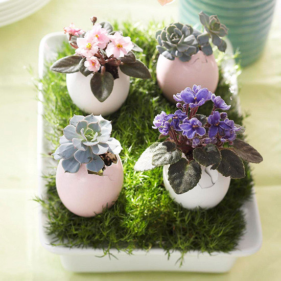 Egg-Shell-Succulents-planter.jpg