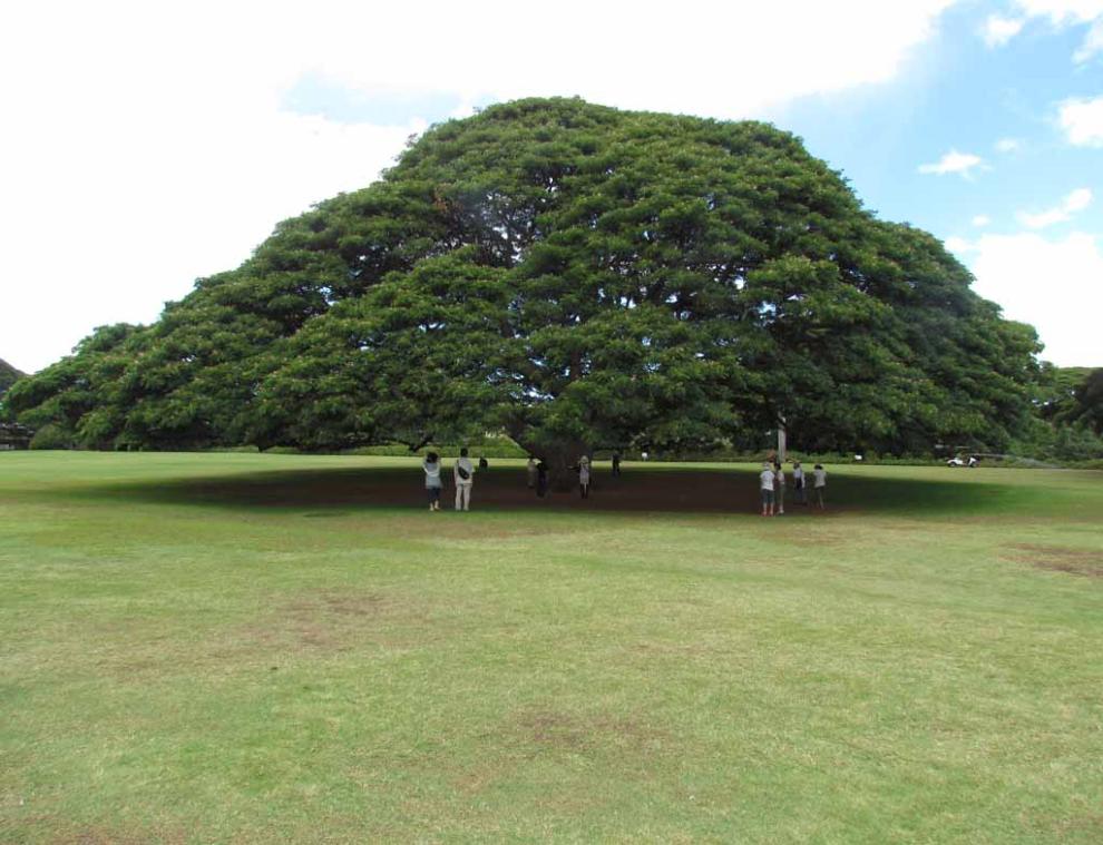 8s_big_tree_in_Moanalua_Gardens_IMG_0858-990x759.jpg