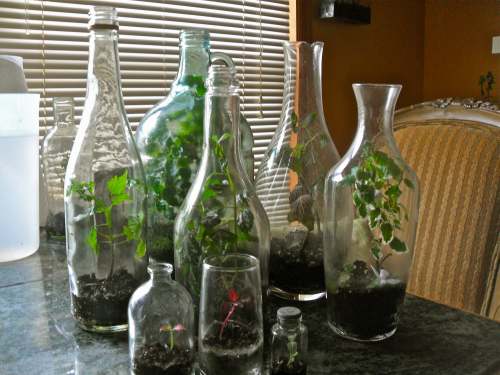 recycled-bottle-terrarium.JPG