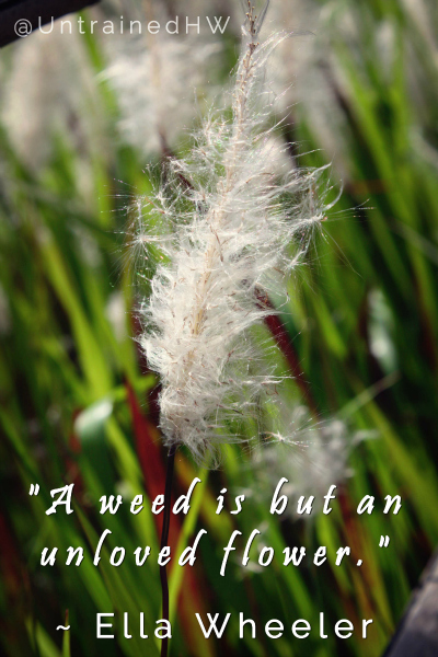 Weed-Garden-Quote-resized.jpg