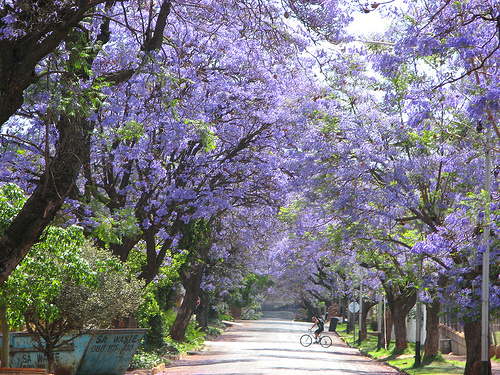 Jacarandas-Walk-Johannesburg.jpg