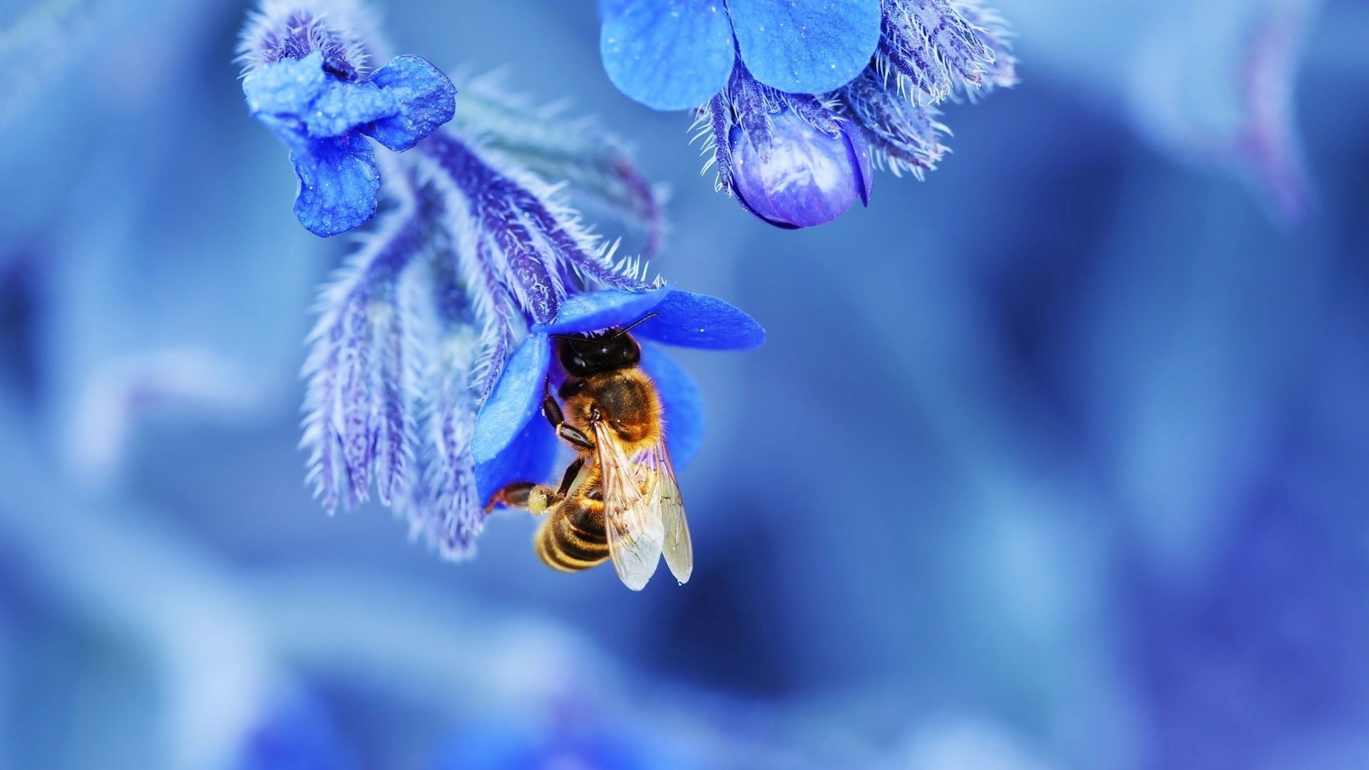 Animals___Insects_Bee_in_blue_campanula_collects_nectar_100565_.jpg