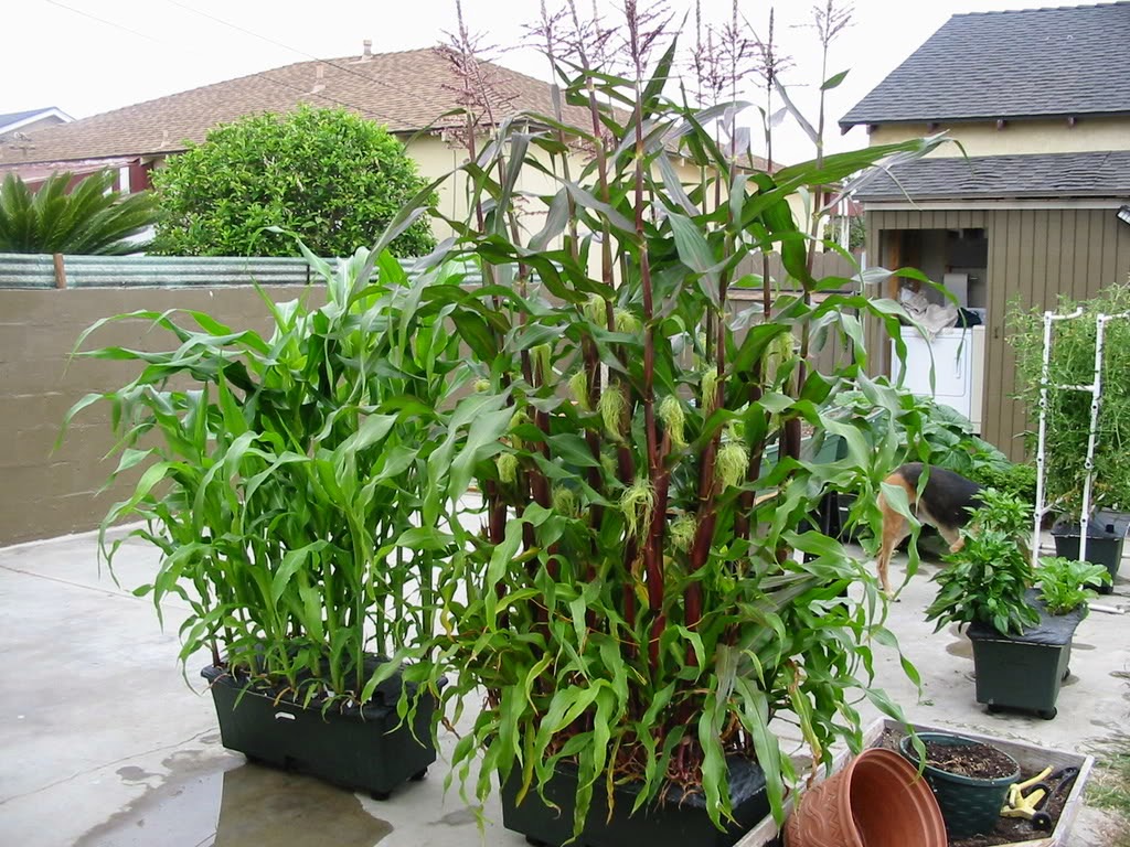 Recycled Bucket Gardening Container Gardening For Apartment