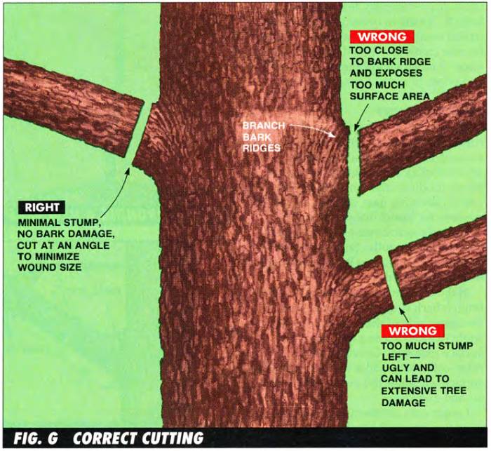 pruning-trees-07-correct-technique.jpg