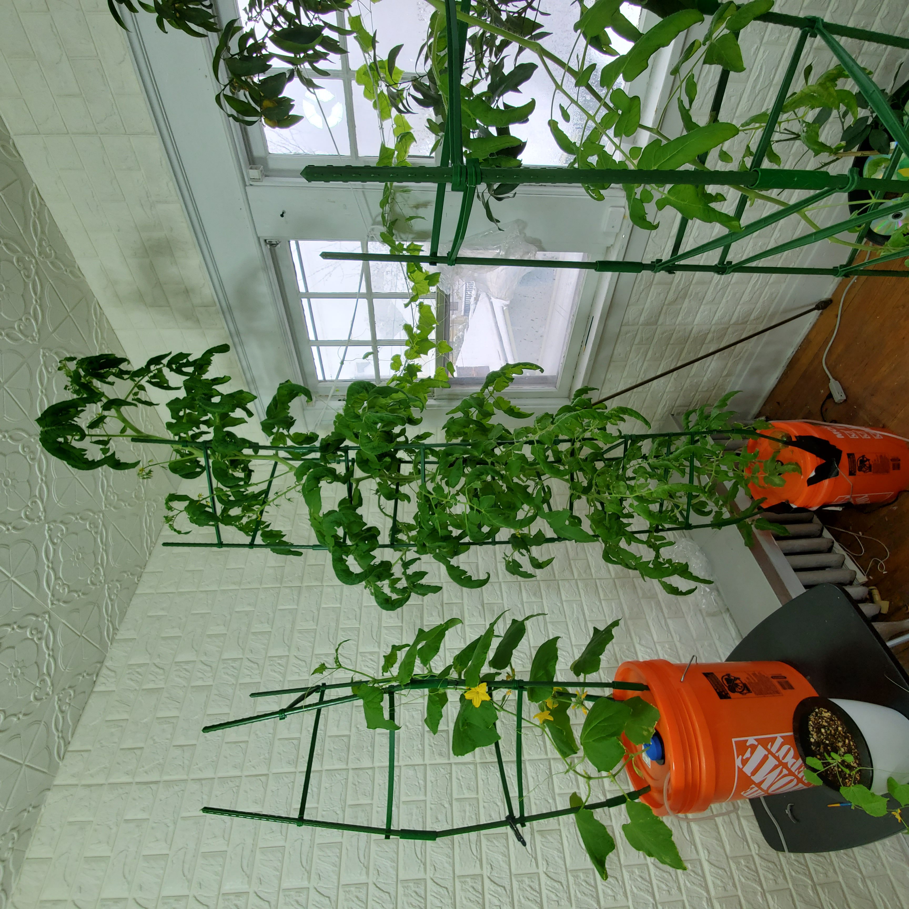 buffalogrowingplants-tomato.jpg