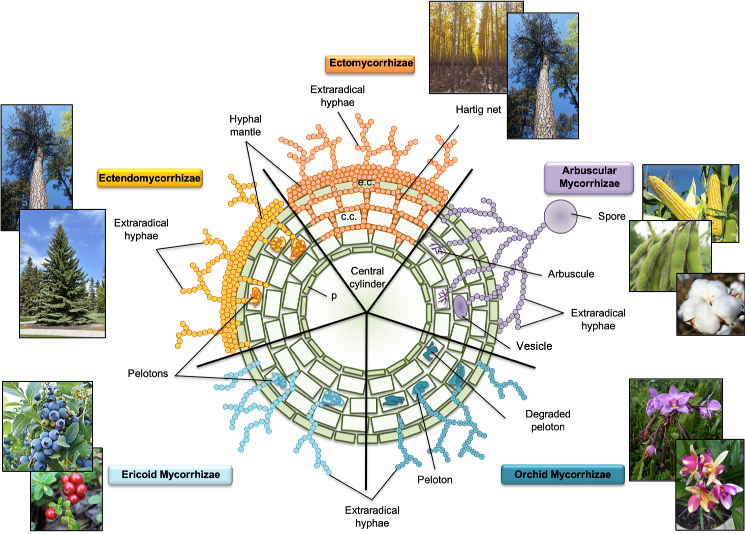 Types-of-mycorrhizae.png