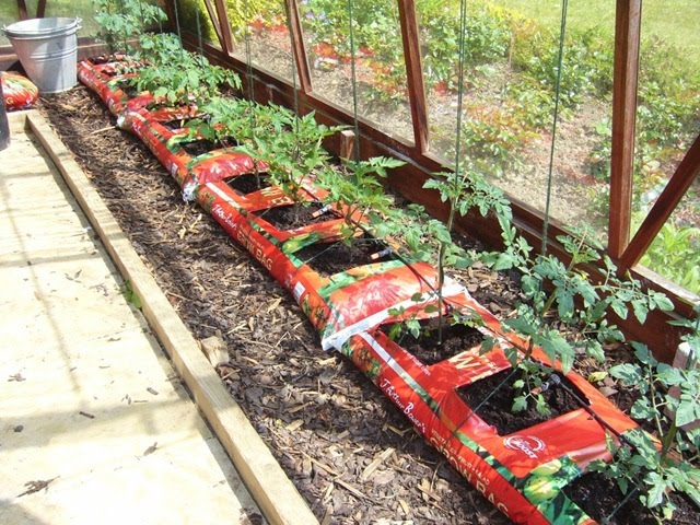 growing-tomatoes-in-growbags-in-a-greenhouse.jpg