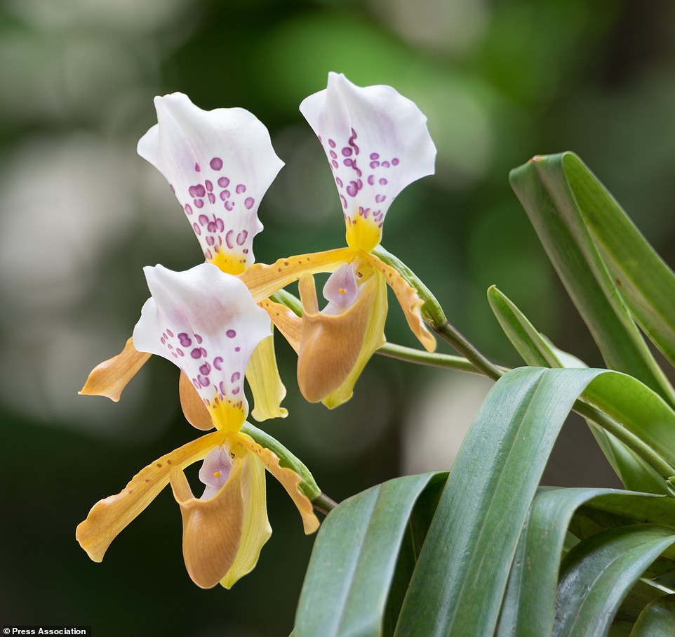 7695116-6518361-A_showy_slipper_orchid_was_discovered_this_year_in_Laos_Adunyade-a-2_1545384442353.jpg