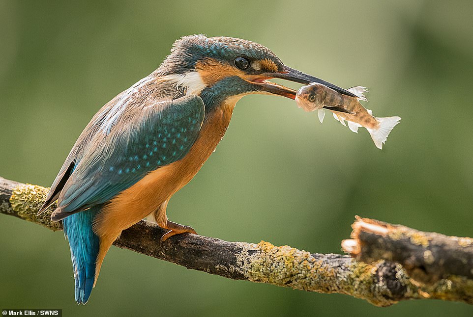 7960570-6540317-Slightly_smaller_but_no_less_dramatic_was_this_kingfisher_with_i-m-20_1546195139109.jpg