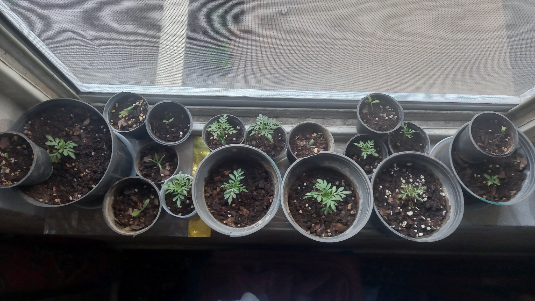 Several marigolds in pots