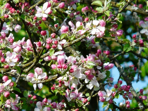 apple_tree_blossom_apple_blossom_flower_226468.jpg