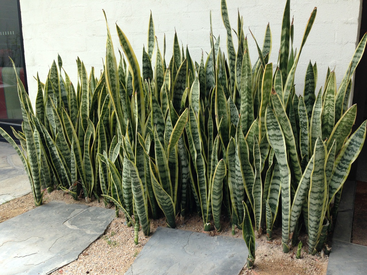 sansevieria-mother-in-laws-tongue-look-great-on-mass.jpg
