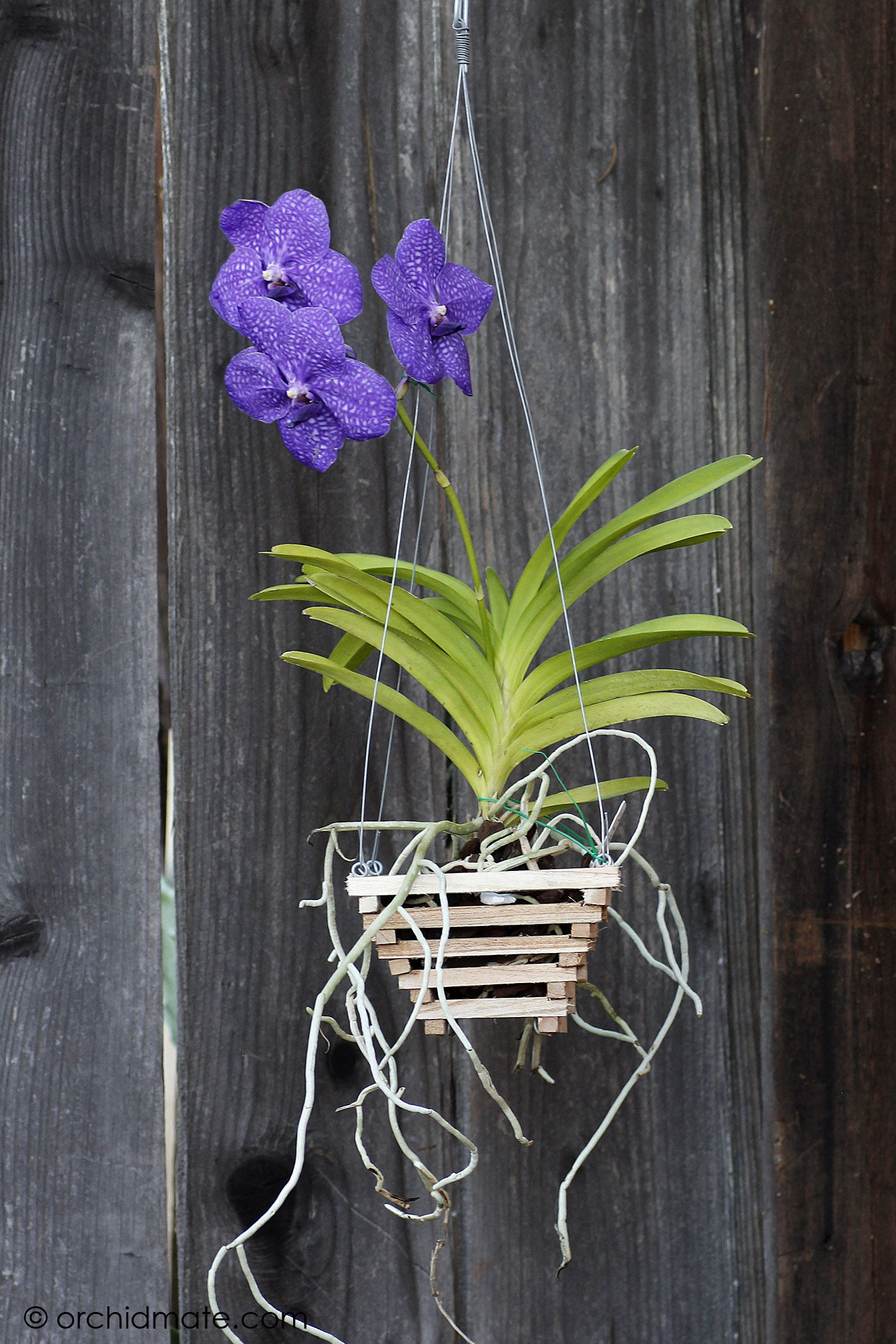 Hanging-basket-for-vanda-orchid.jpg
