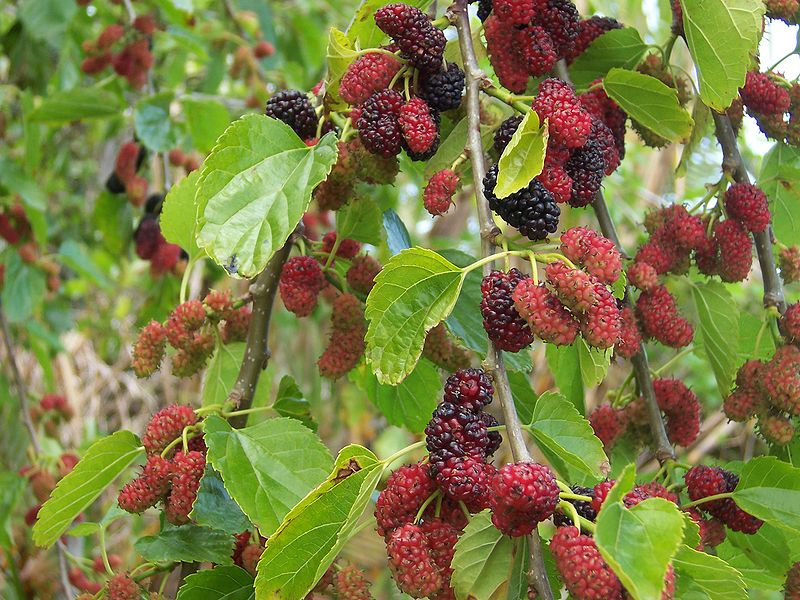 redmulberrytree.jpg