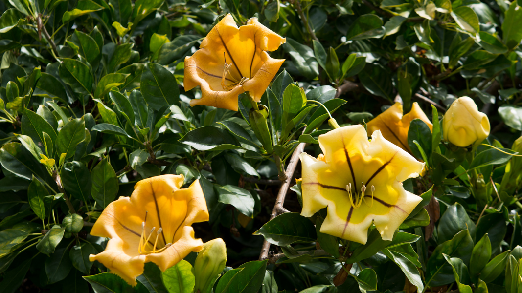 Solandra-maxima-cup-of-gold-vine-ryanbenoitphoto-thehorticult-untitled-43-3.jpg