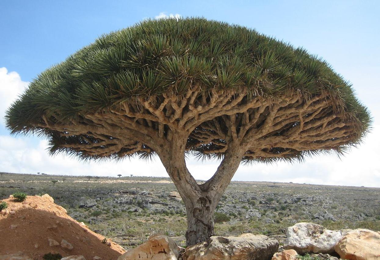 Socotra_dragon_tree.JPG