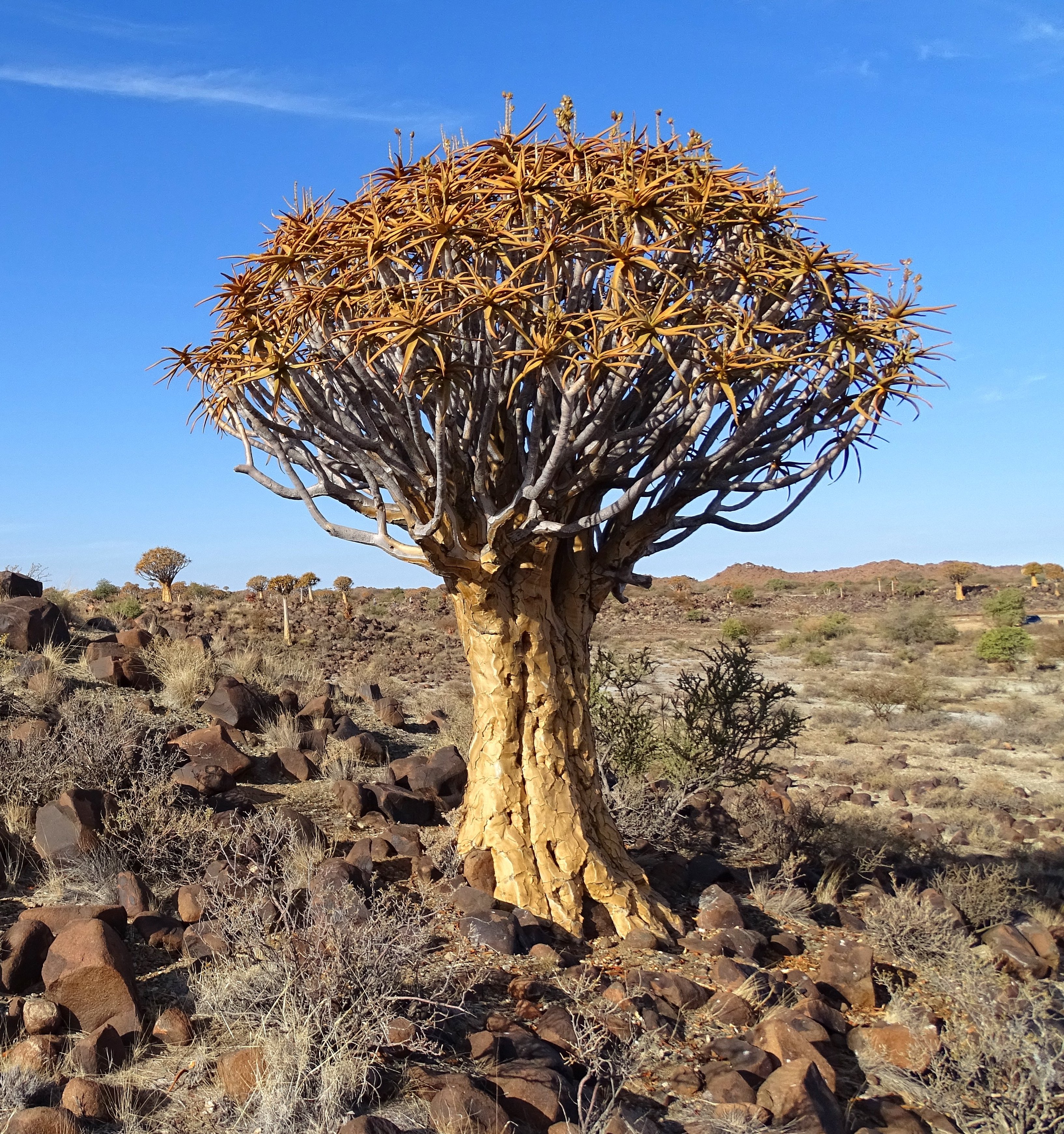 QuiverTree-Namibia-2015.JPG