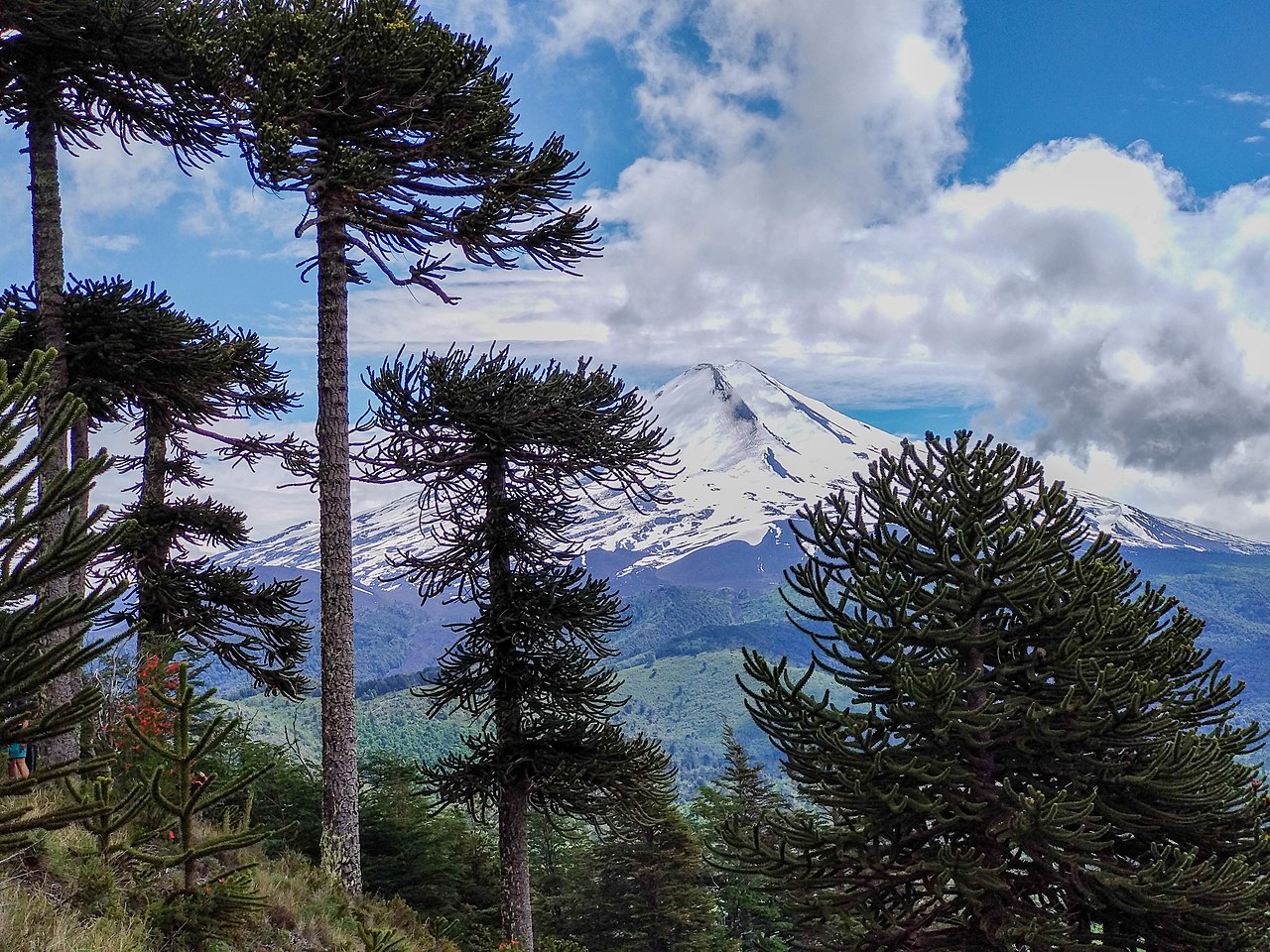 1280px-View_of_the_Llaima_Volcano_through_the_araucarias_from_the_viewpoint_%22Los_Condores%22_in_summer.jpg