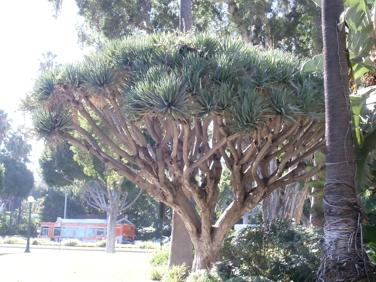 1280px-Dragon_Tree_in_the_Will_Rogers_Memorial_Park_in_Beverly_Hills%2C_California.JPG