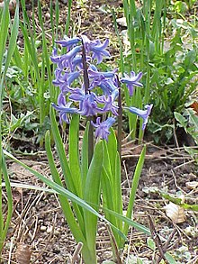 220px-Hyacinthus_orientalis0.jpg
