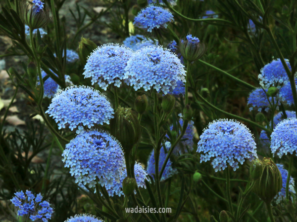 Trachymene-coerulea-Blue-Lace-Flower-20191210-Kenwick-F-MS2WADWM600.450.jpg