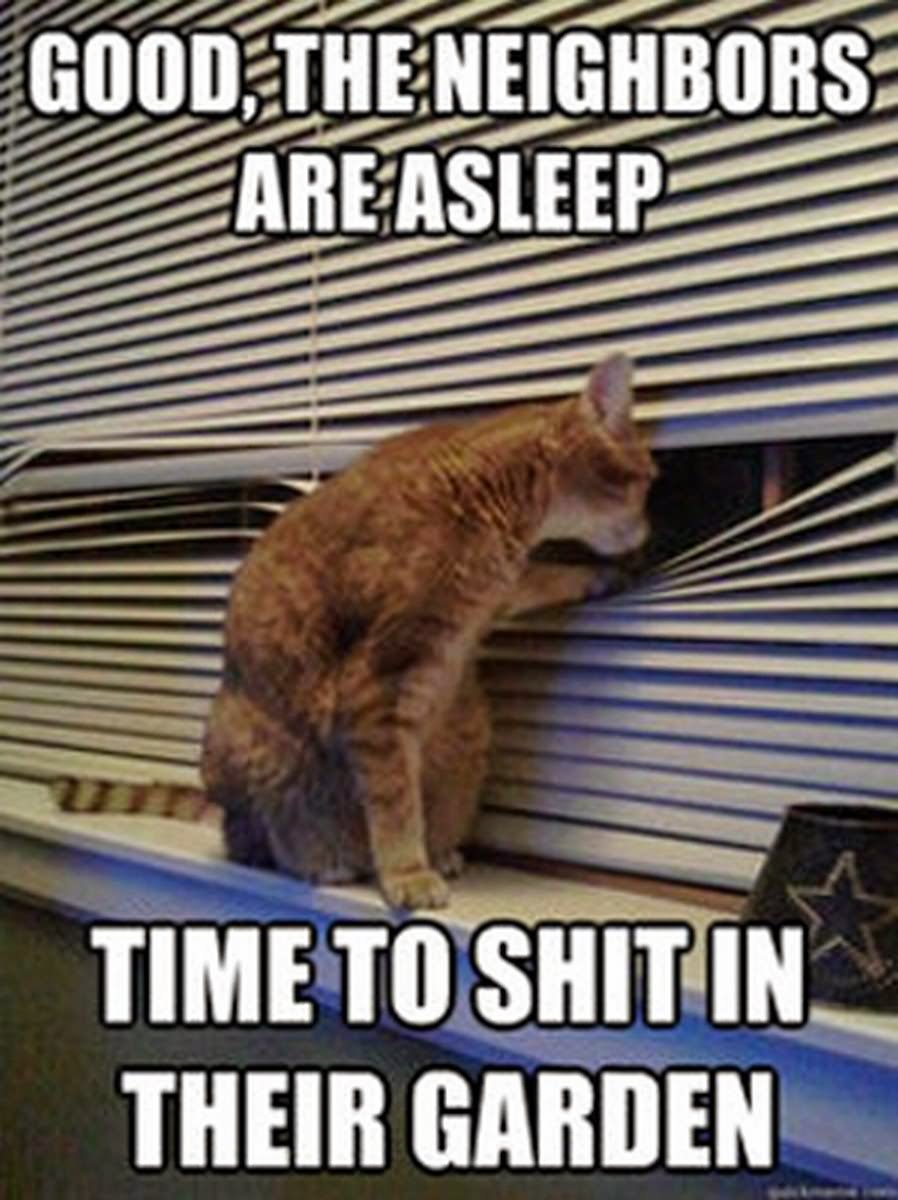 Good-The-Neighbors-Are-Asleep-Funny-Cat-Meme-Image.jpg