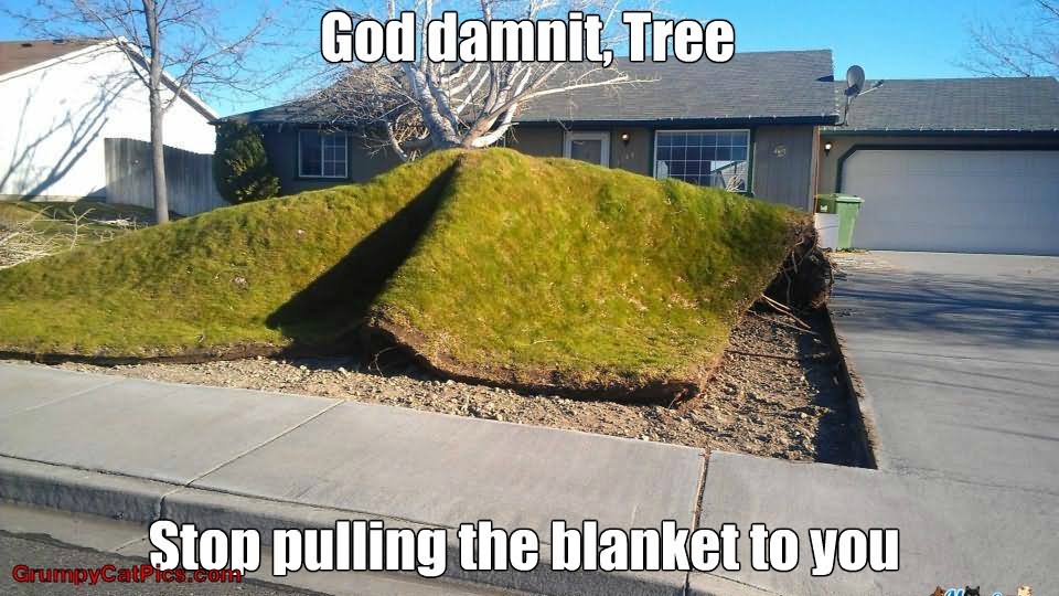 God-Damnit-Tree-Stop-Pulling-The-Blanket-To-You-Funny-Nature-Meme-Image.jpg