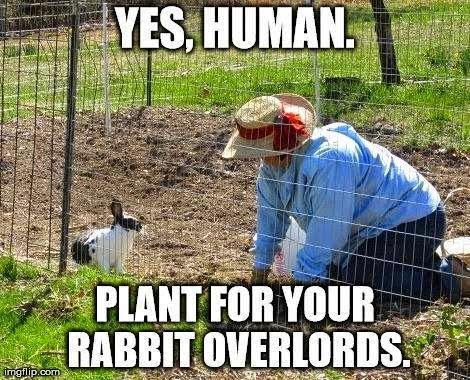Yes-Human-Plant-For-Your-Rabbit-Overlords-Funny-Rabbit-Meme-Image.jpg